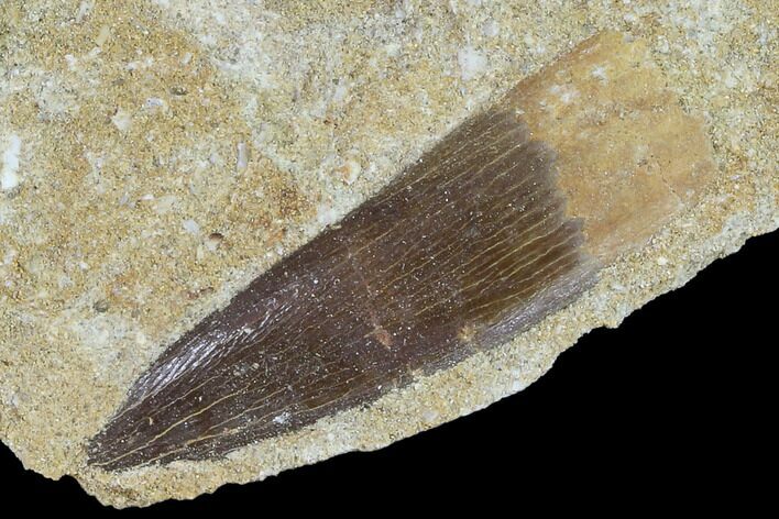 Fossil Plesiosaur (Zarafasaura) Tooth In Rock - Morocco #102083